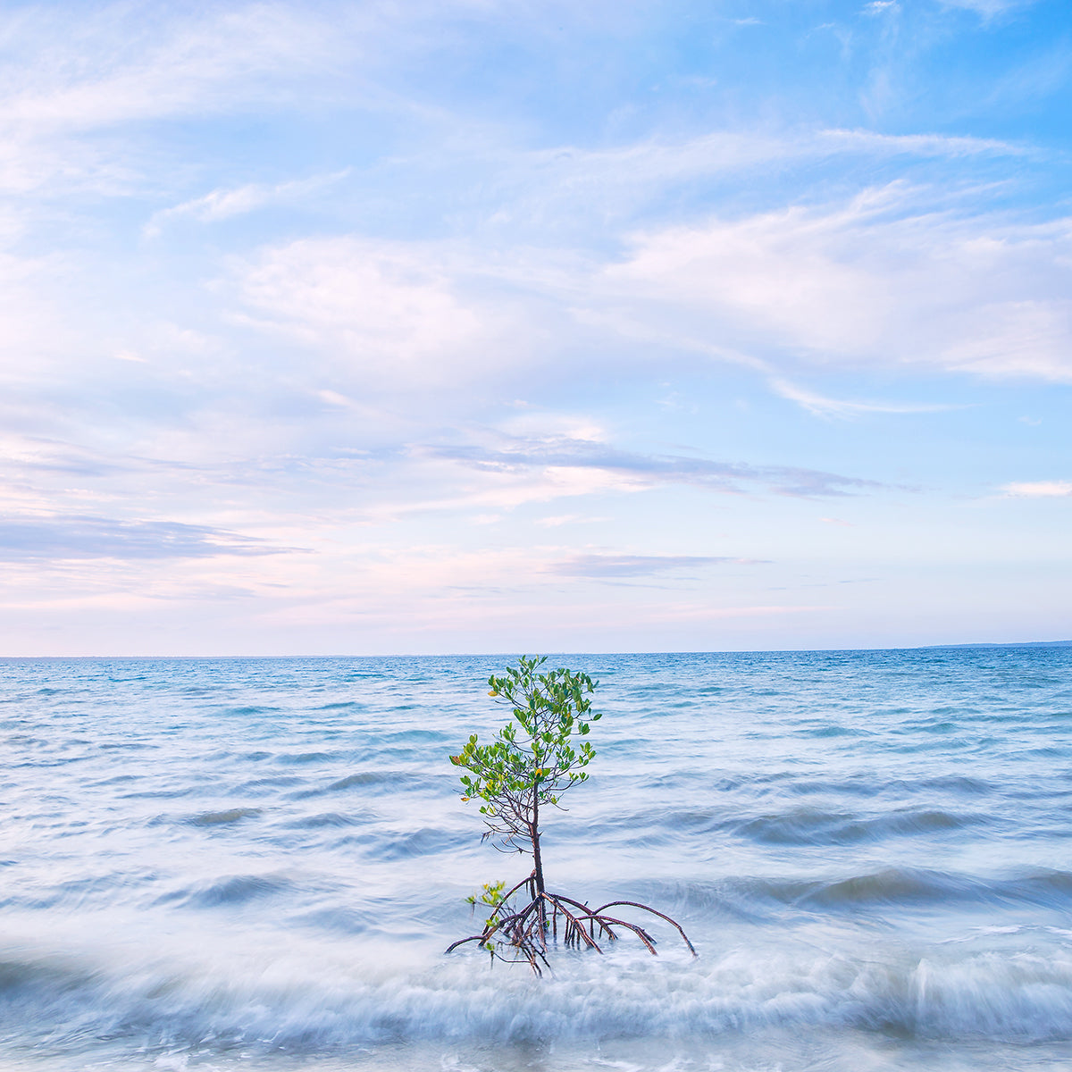 Resilient. Orange Mangrove.