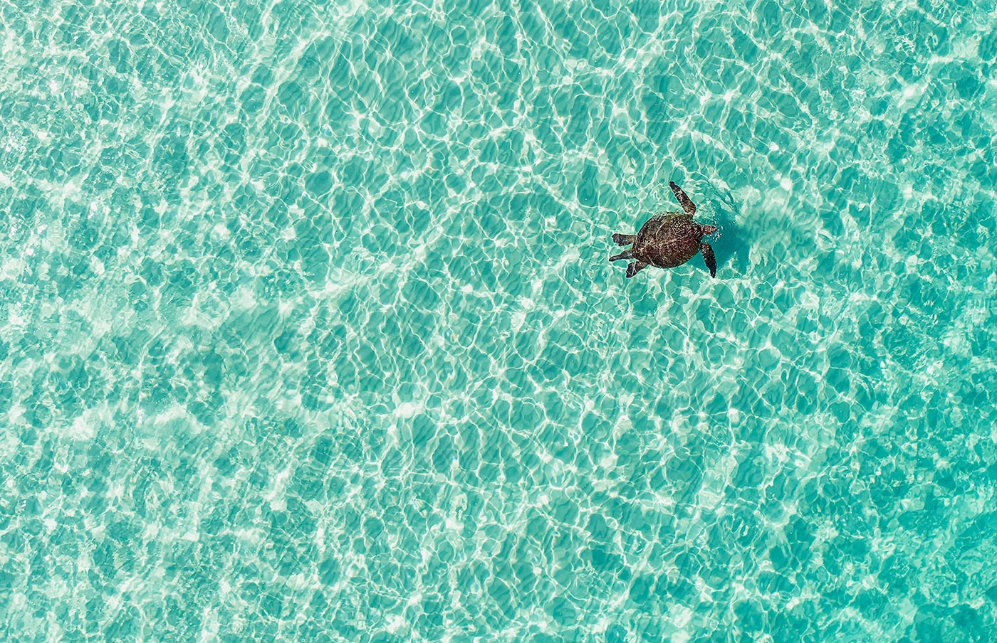 One Happy Turtle