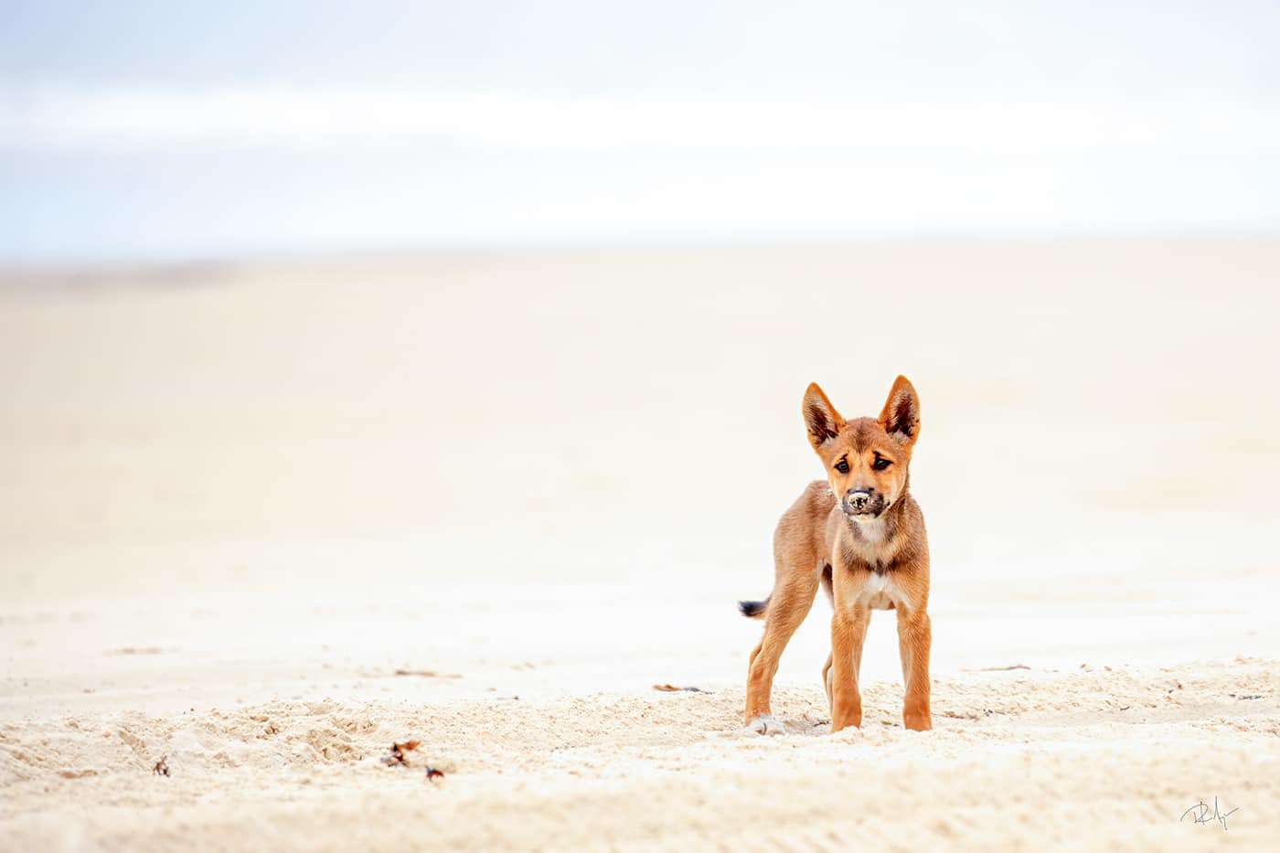 Sandy Pup