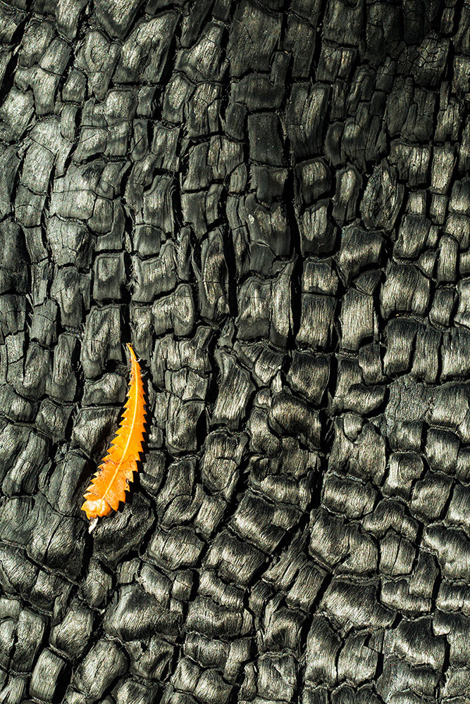 'Charred' Banksia serrata leaf on charred bark