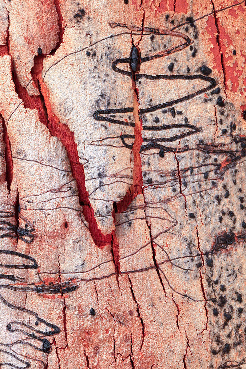 Scribbly Gum Bark