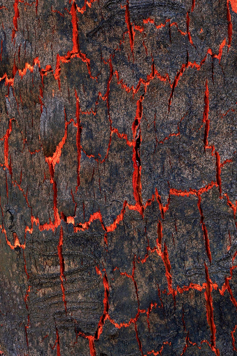 Charred