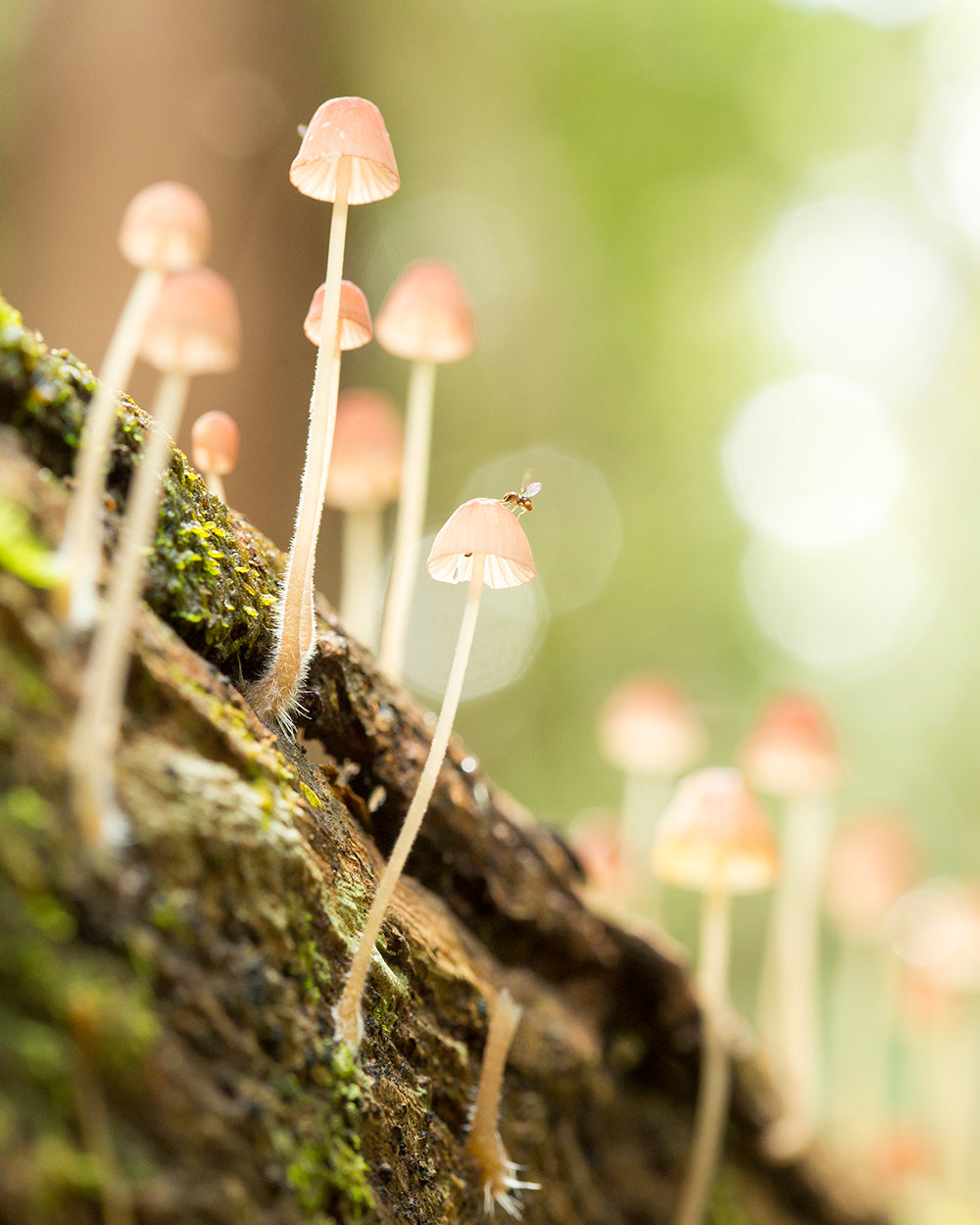 Forest Giants