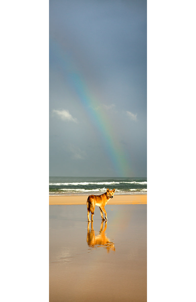 Golden Dingo