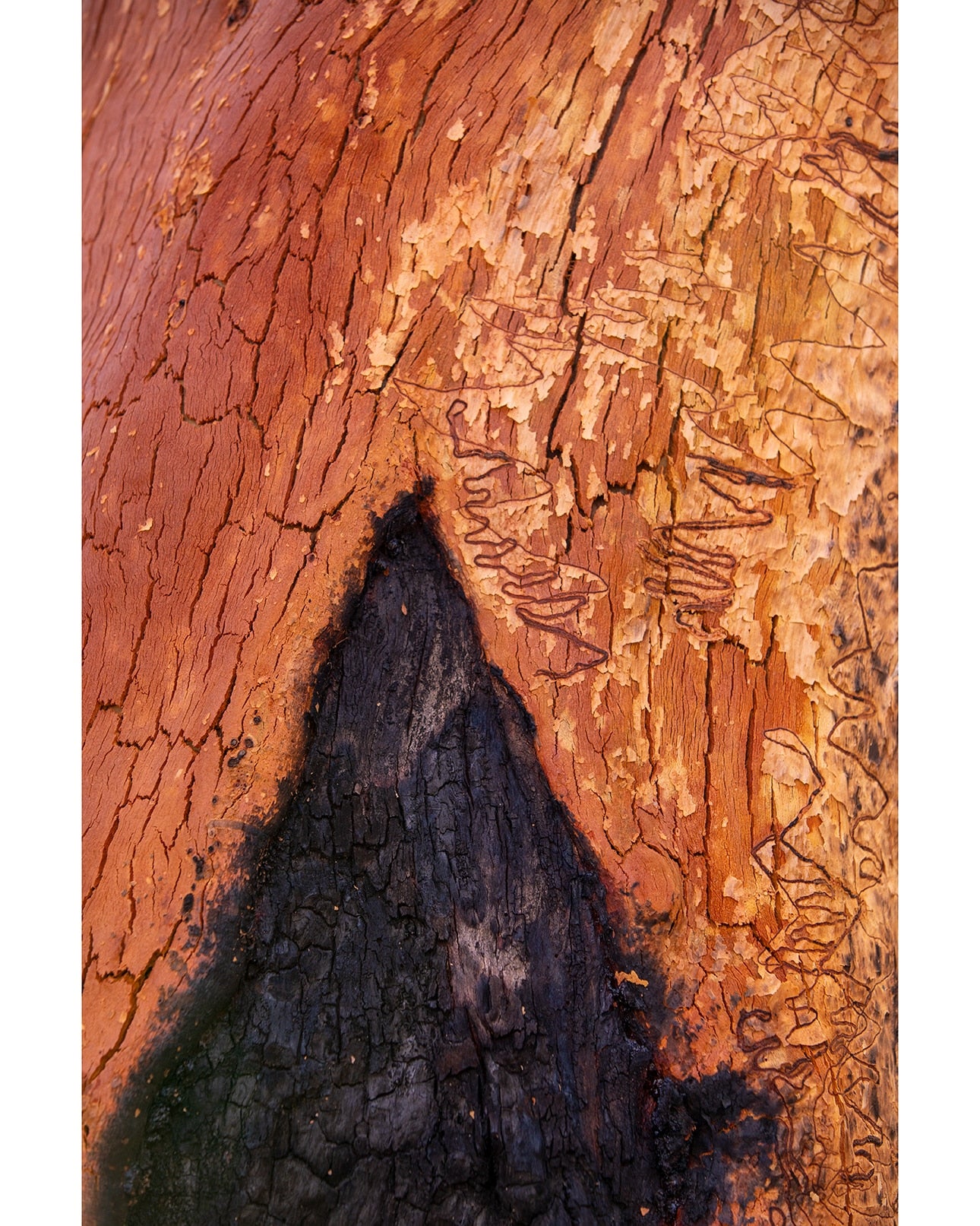 Bark Detail after fire