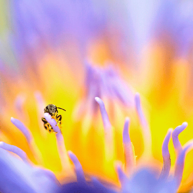 Honey Pot