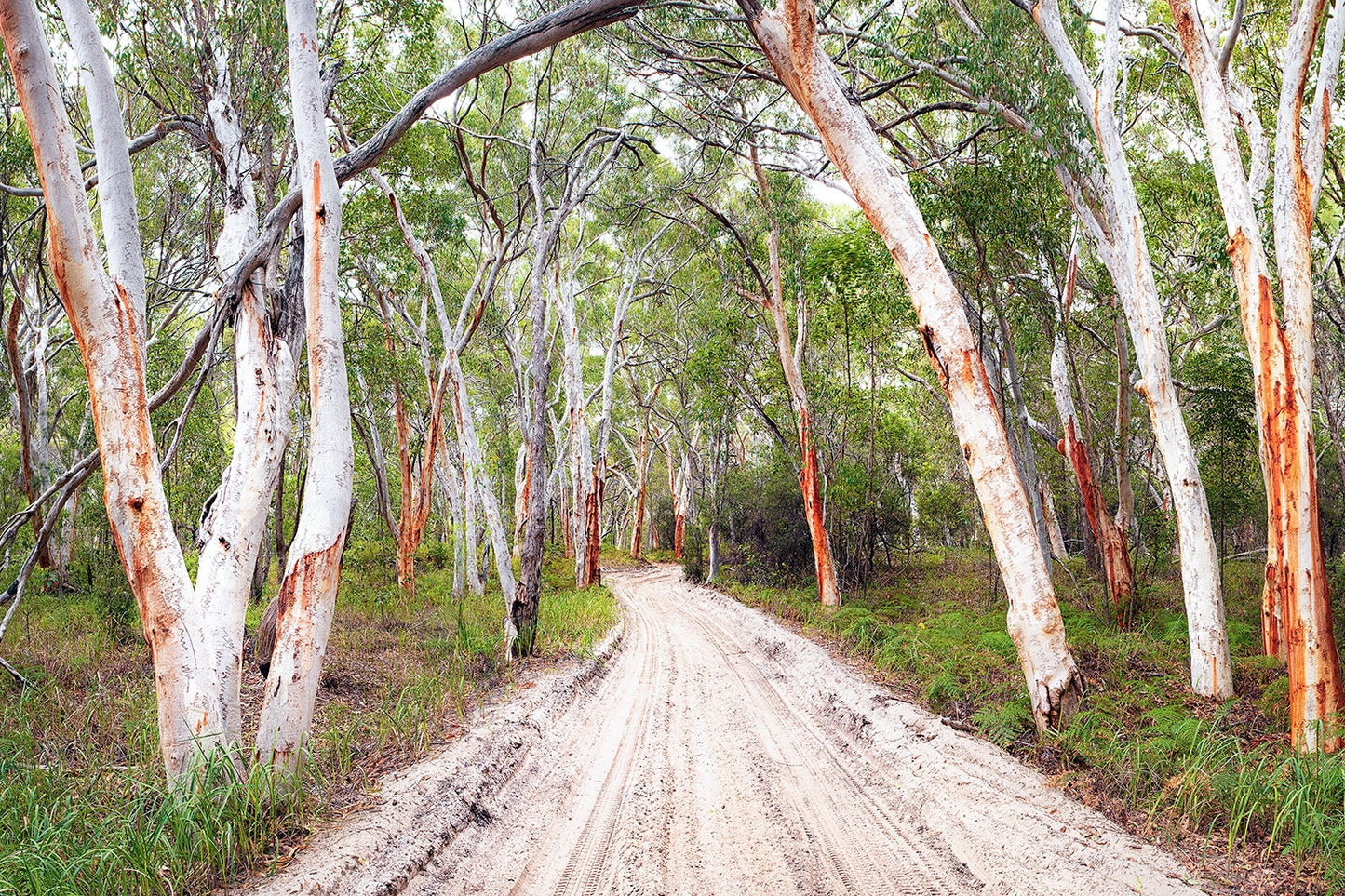 Scribbly Gum Road