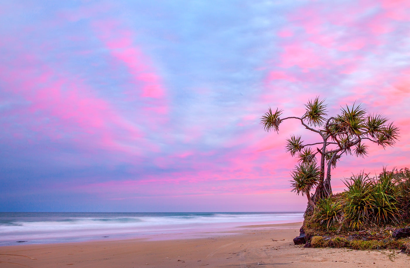 Pandanus