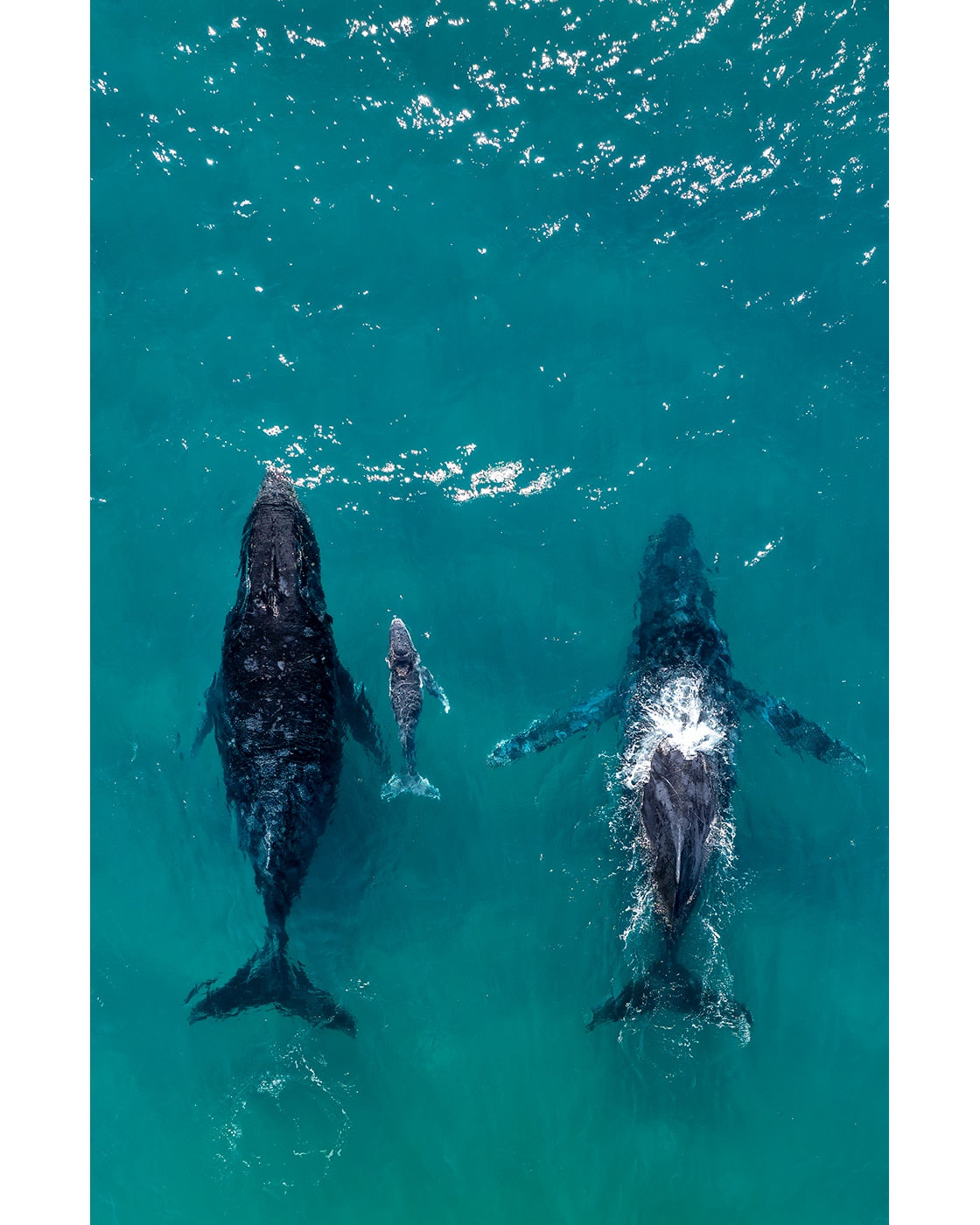 Newborn. Humpback Whales.