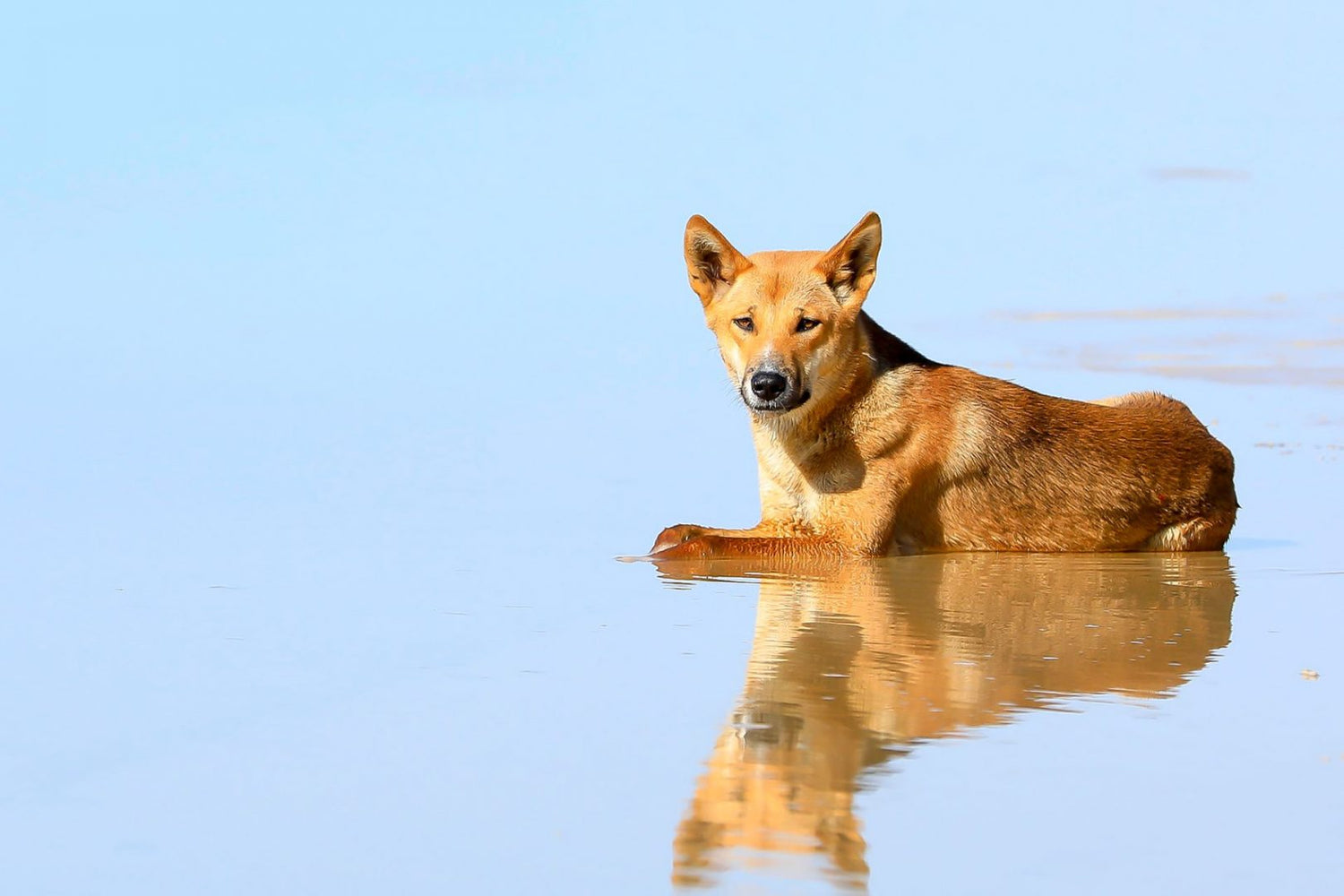 Wildlife