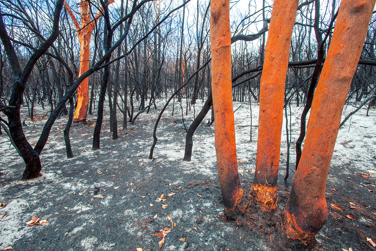 After the Burn