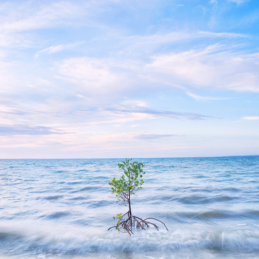 Resilient.  Orange Mangrove.