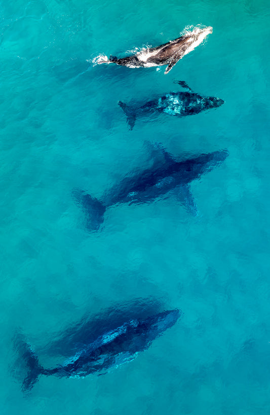Joy, Humpback Family