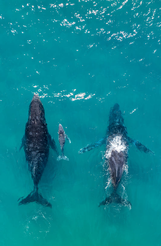 Newborn. Humpback Whales.