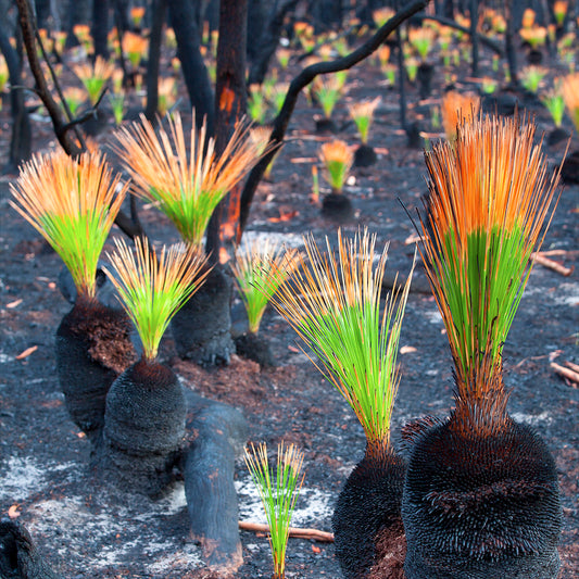 Grasstree Regeneration after Wildfire