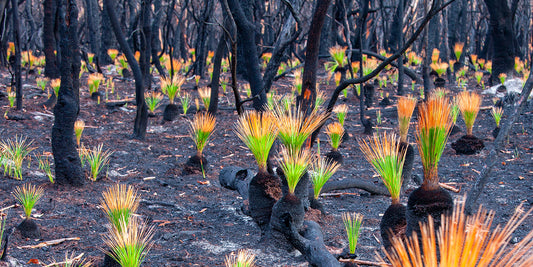 Grasstree Regeneration after Wildfire