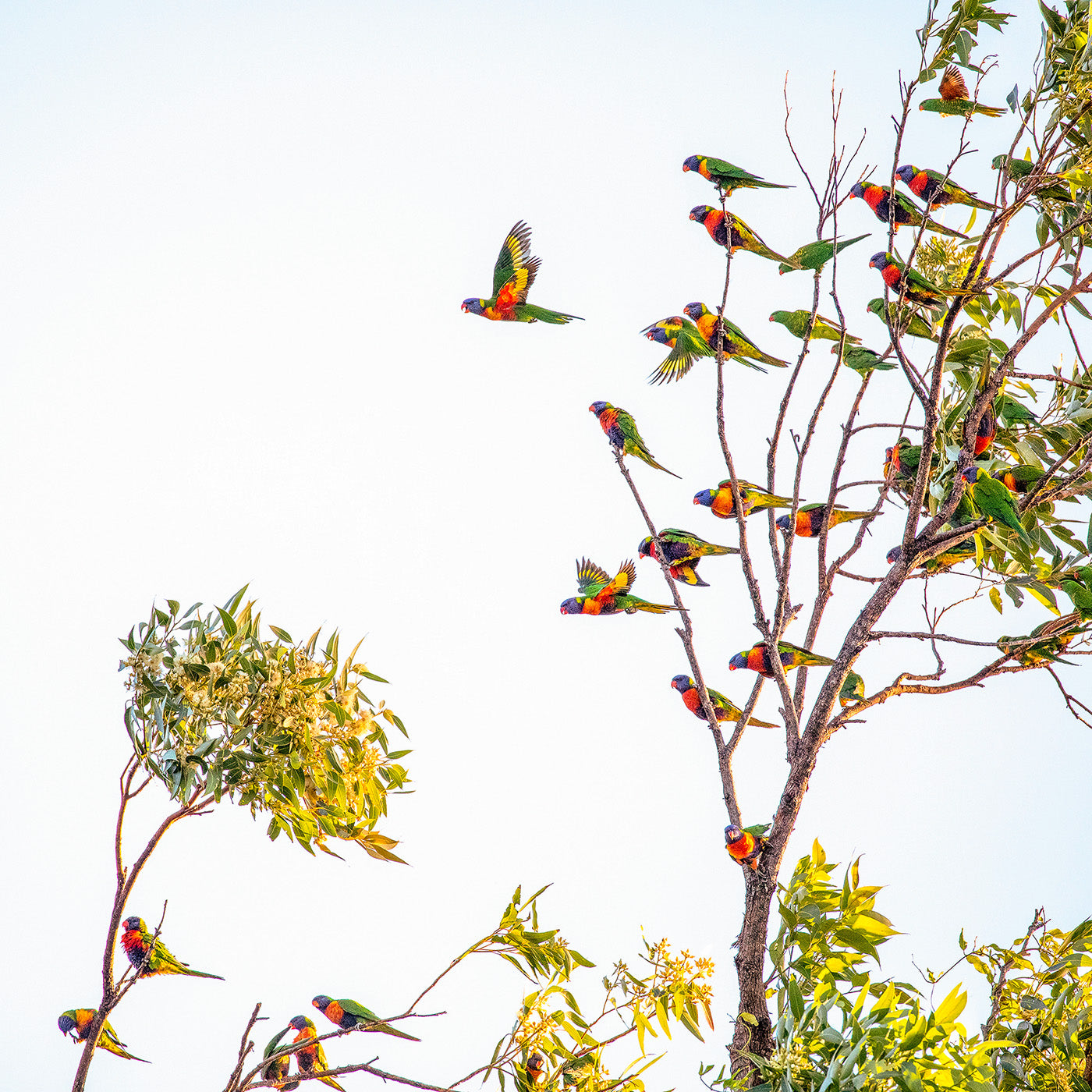 'Trailblazer' Rainbow Lorikeets erupting from a Eucalypt.