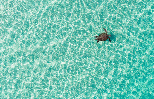 One Happy Turtle