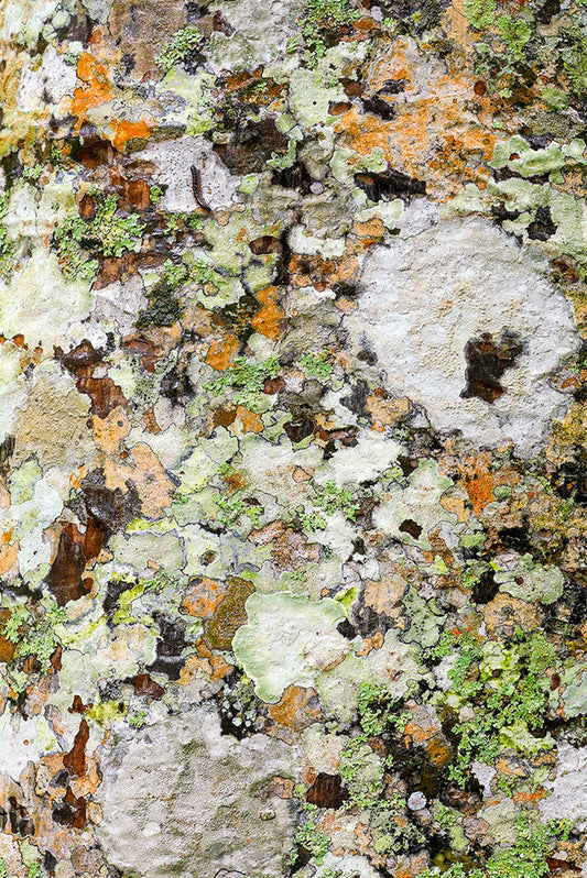 Camouflage