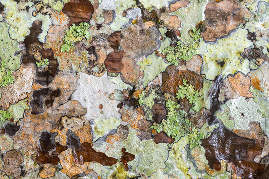Lichen