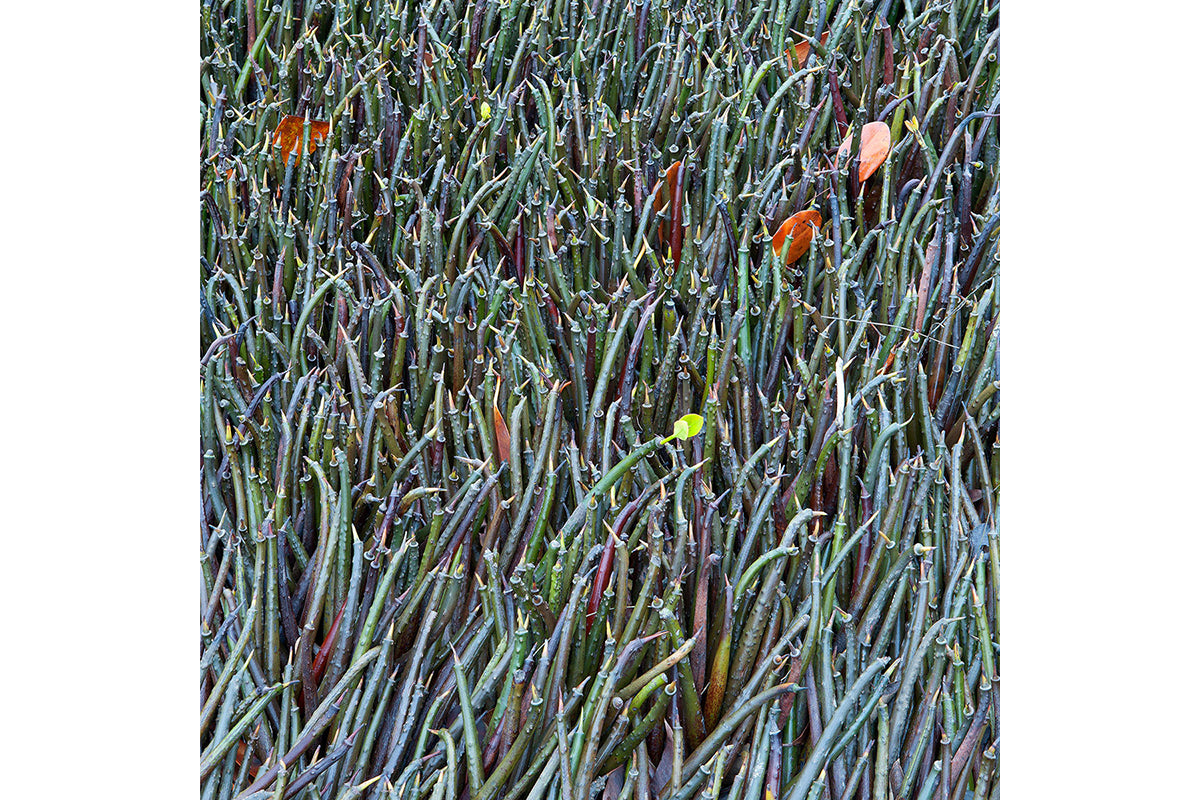 Mangrove Seeds