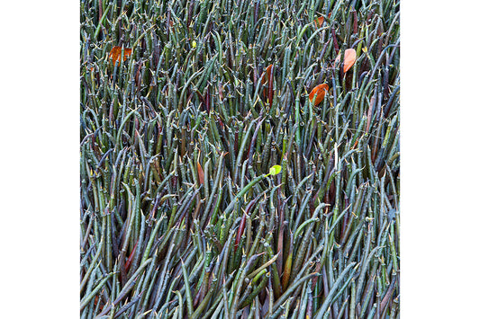 Mangrove Seeds