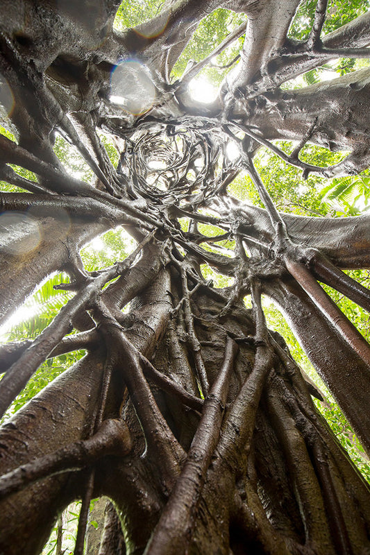 Vortex