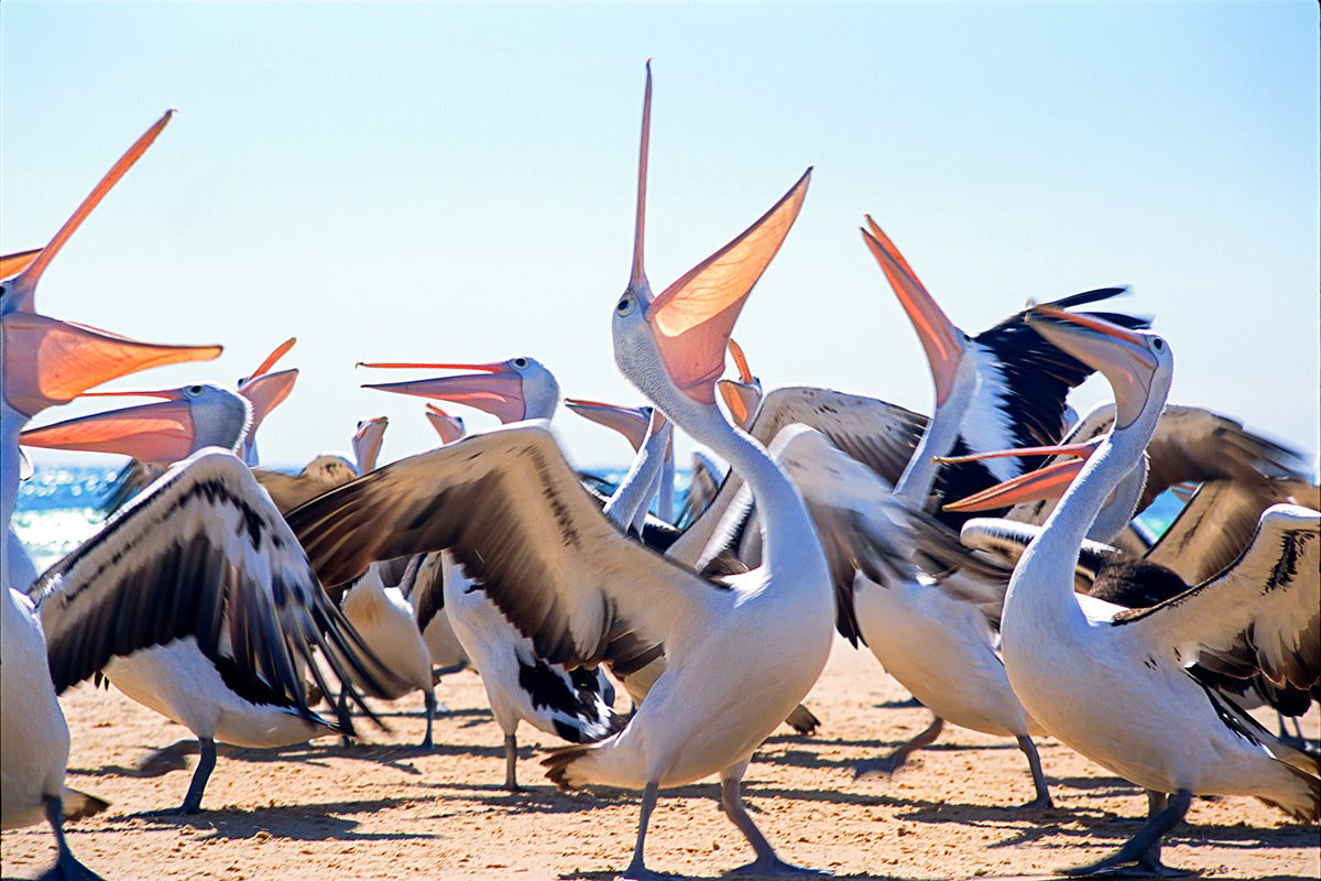 Laughing Pelicans