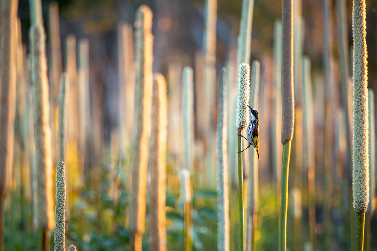 White Cheeked Honeyeater