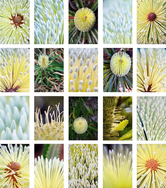 Banksia serrata, 'A closer study'