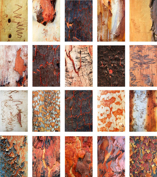 Scribbly Gum/Angophora Bark