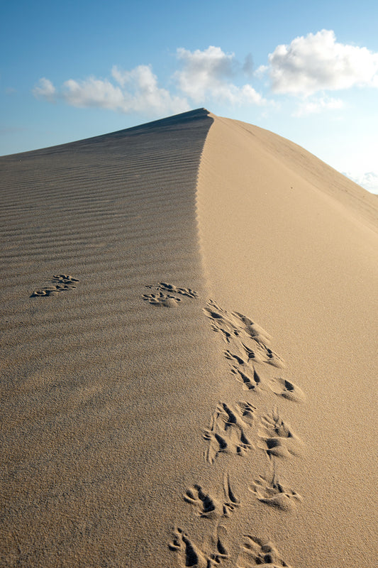 Tracks