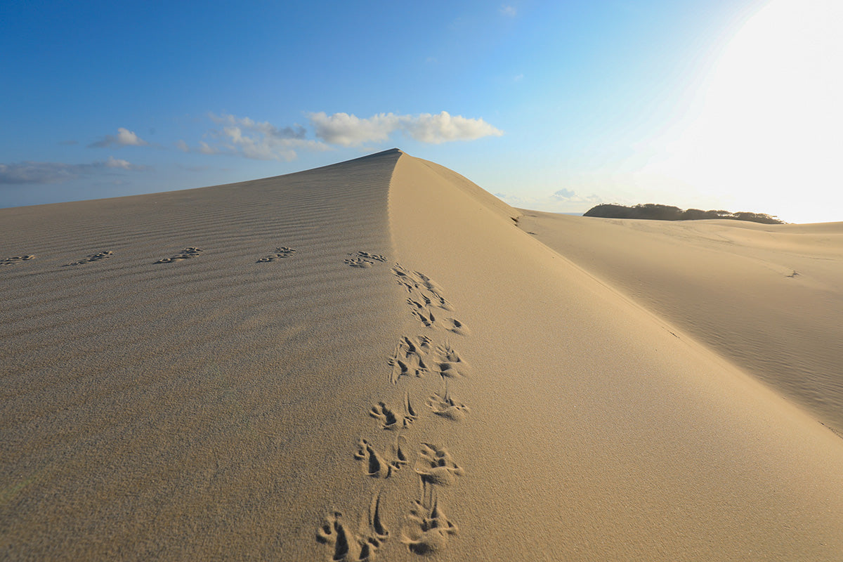 Tracks #2