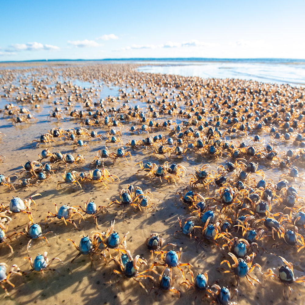 As far as the eye can see.