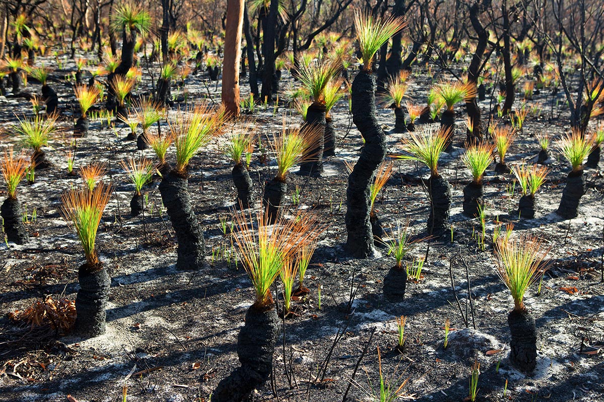Grasstree Regeneration after wildfire