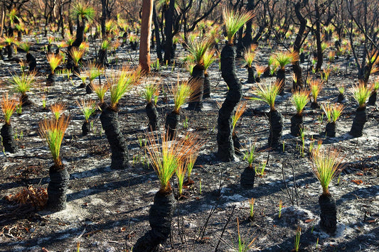 Grasstree Regeneration after wildfire