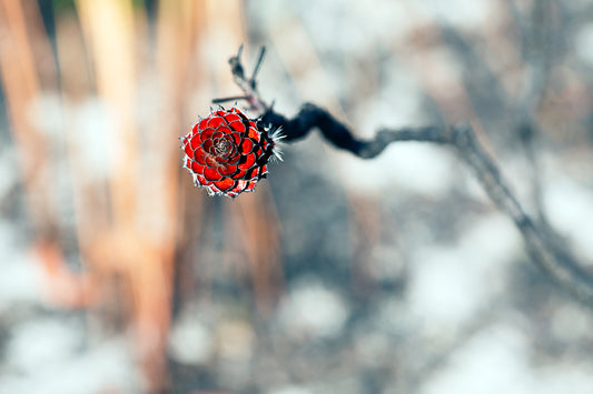 The Fire Lotus