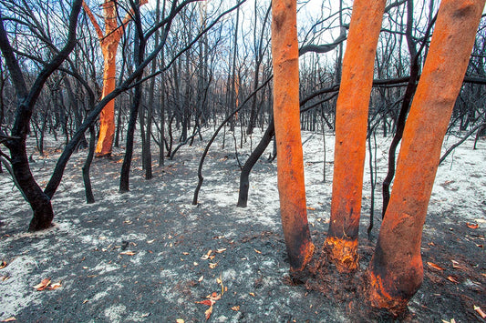 Angophoras after Wildfire