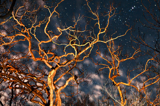 Sentinels of Orion