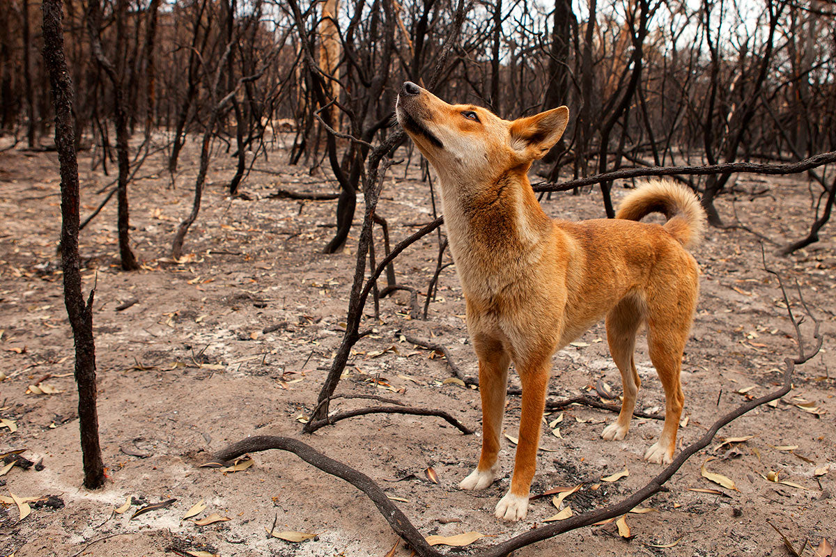 Fire Walker