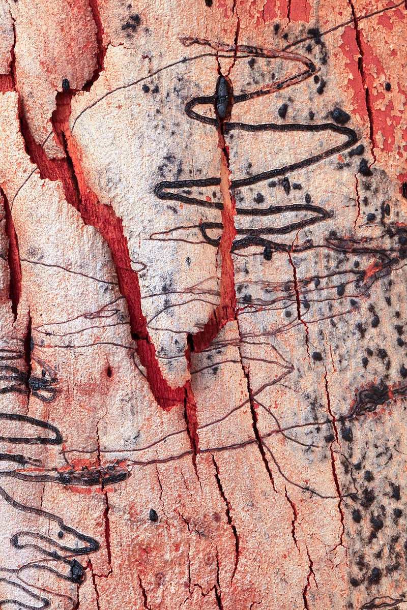 Scribbly Gum Bark after Wildfire