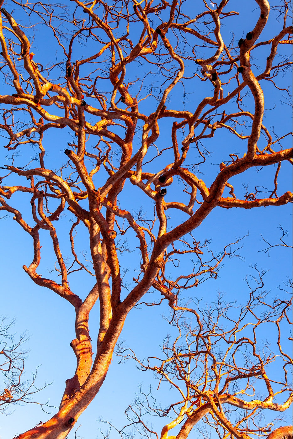 Tangled up in Blue