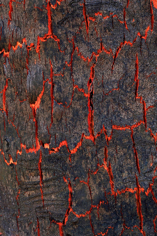 Charred