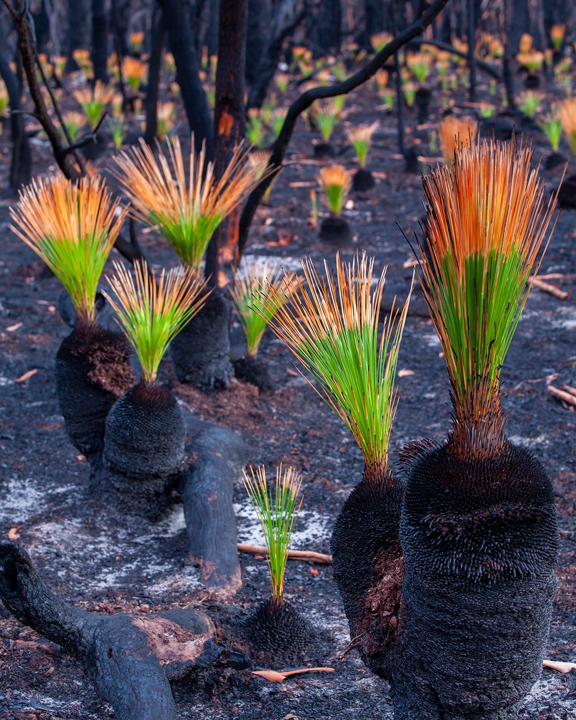 Grasstrees after Wildfire #2