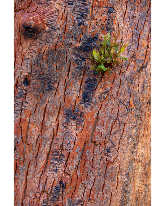 New Growth