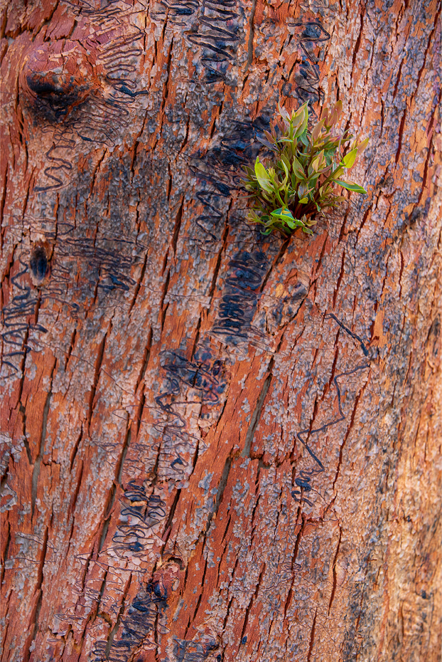 New Growth