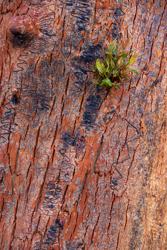 New Growth