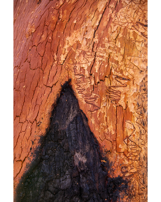Bark Detail after fire