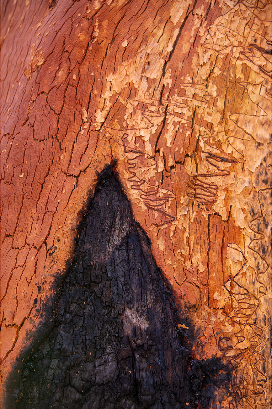 Bark Detail after fire