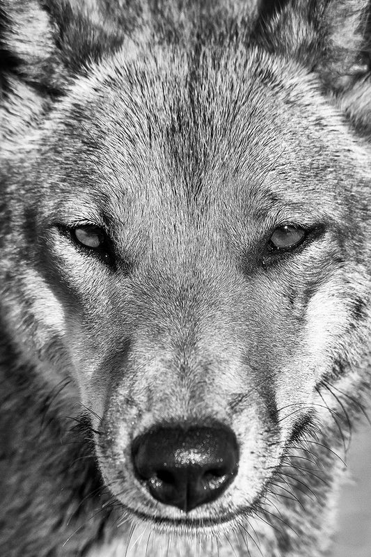 Eye to Eye